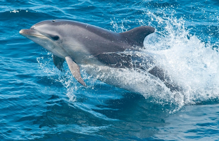 Gran Canaria Dolphin and Whale Watching